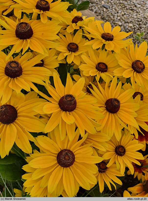 Rudbeckia SmileyZ Big Sun