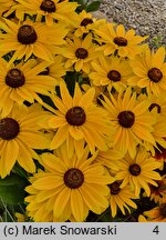 Rudbeckia SmileyZ Big Sun