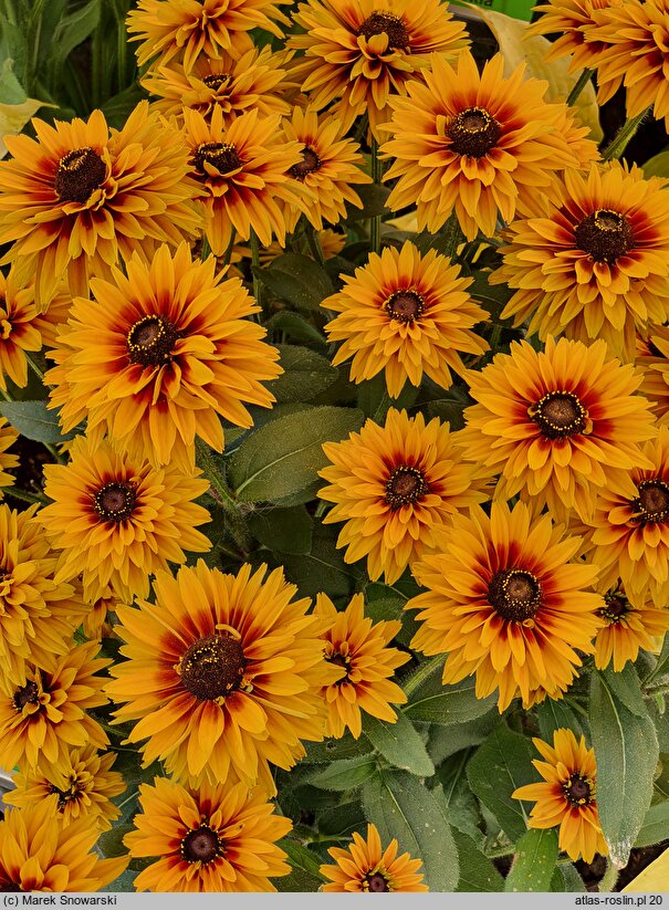 Rudbeckia Flamenco Bright Orange