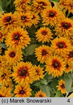 Rudbeckia Flamenco Bright Orange