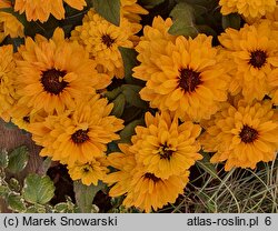 Rudbeckia Flamenco Yellow