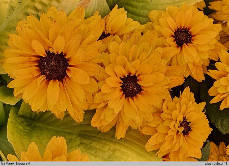 Rudbeckia Flamenco Yellow