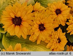 Rudbeckia Flamenco Yellow