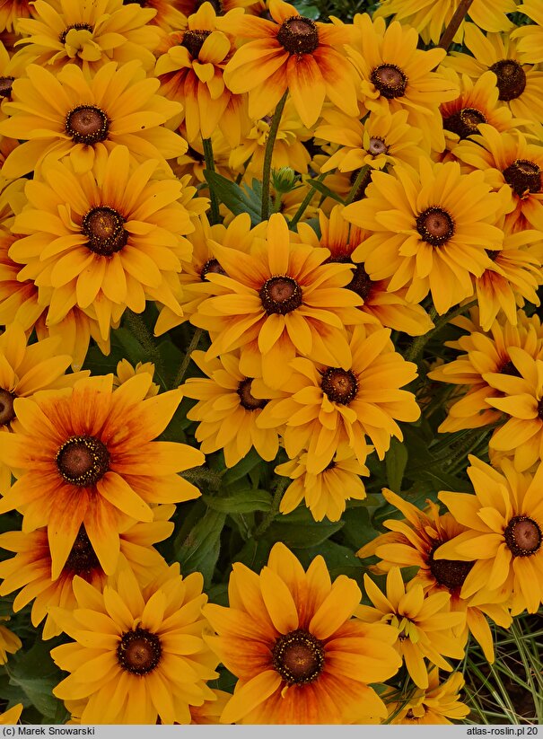 Rudbeckia SmileyZ Sunbeam