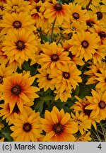 Rudbeckia SmileyZ Sunbeam