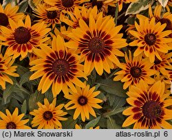 Rudbeckia SmileyZ Party