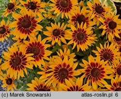 Rudbeckia SmileyZ Party