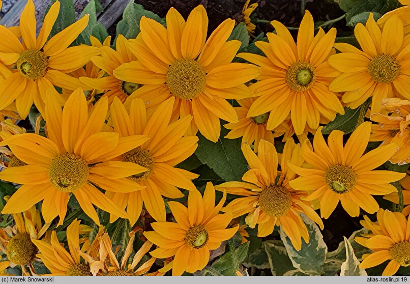 Rudbeckia SmileyZ Passion