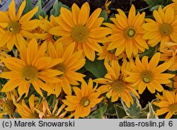 Rudbeckia SmileyZ Passion