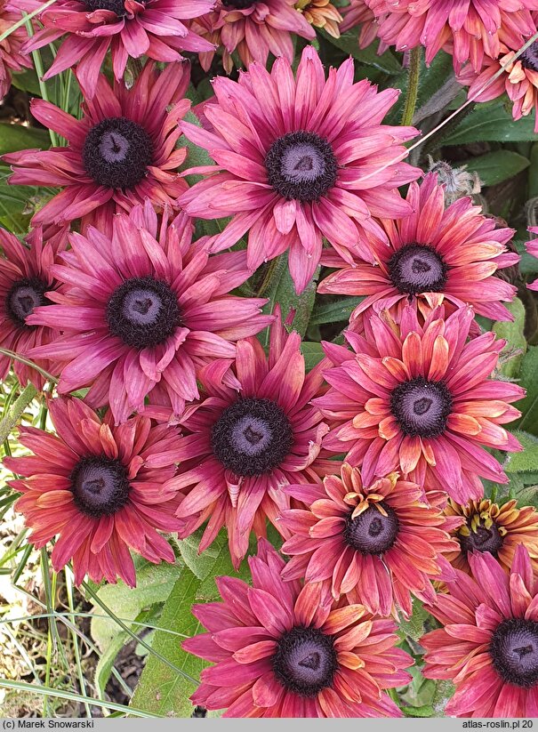 Rudbeckia True Red