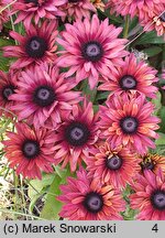 Rudbeckia True Red