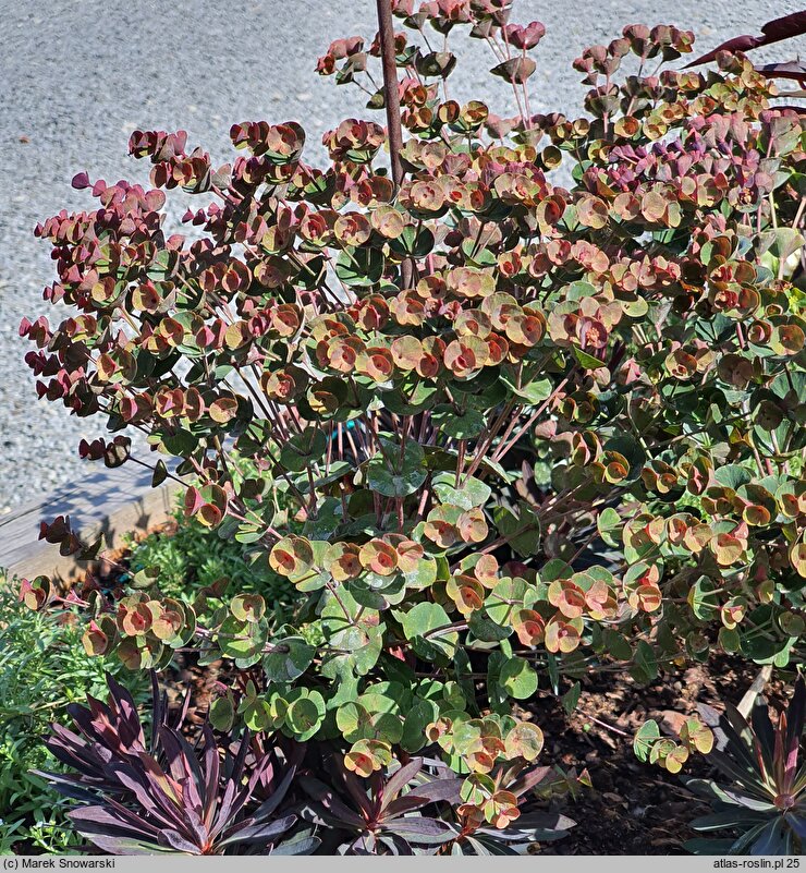 Euphorbia Nothowlee