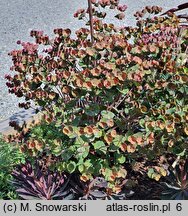 Euphorbia Nothowlee