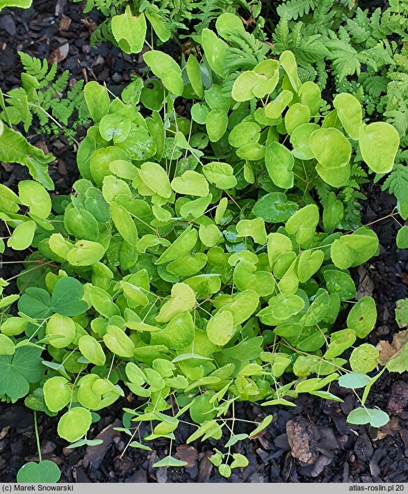 Epimedium grandiflorum Nanum