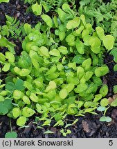 Epimedium grandiflorum Nanum