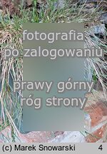 Agrostis stolonifera Green Twist