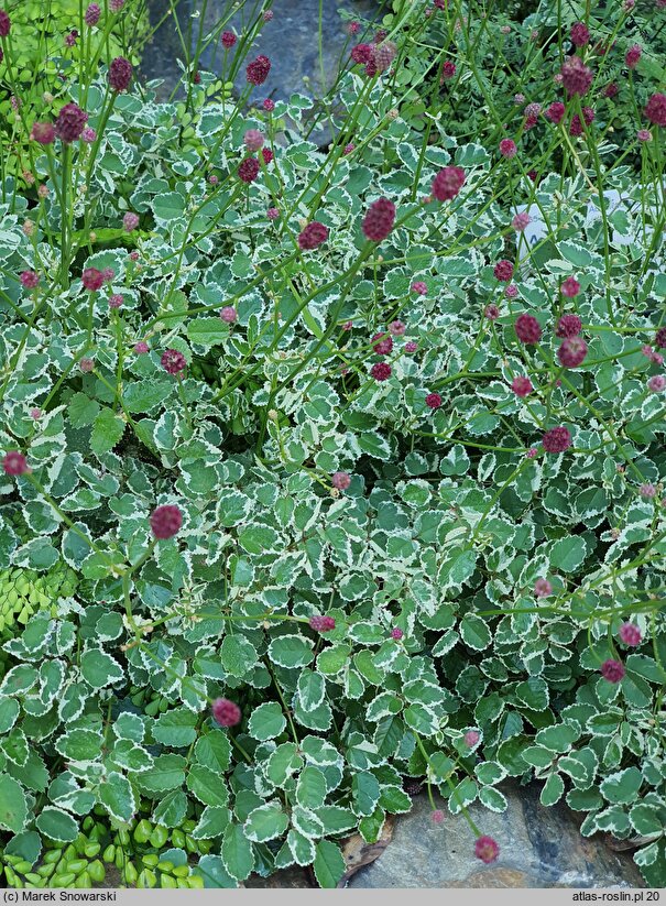 Sanguisorba minor s.str. Little Angel