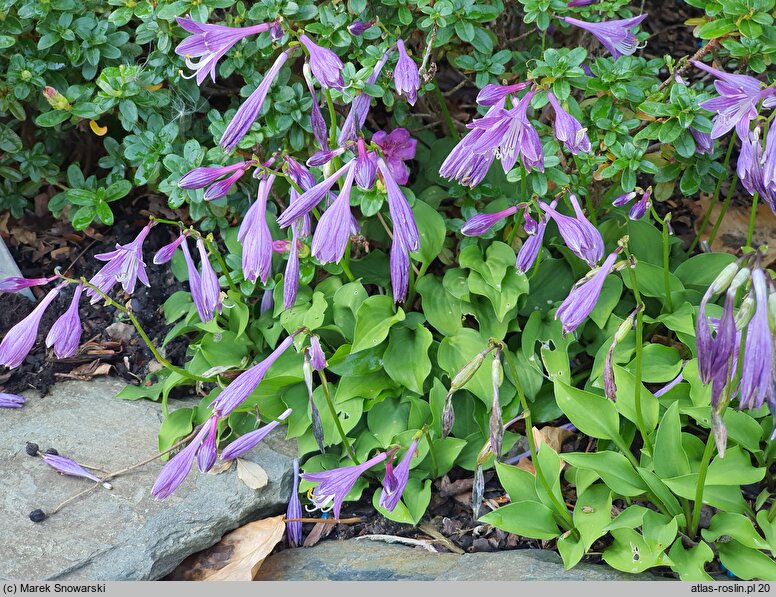 Hosta minor (funkia mniejsza)