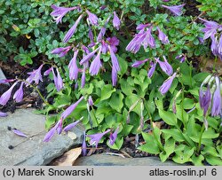 Hosta minor (funkia mniejsza)