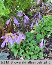 Hosta minor (funkia mniejsza)