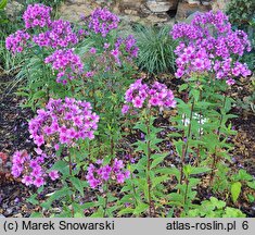 Phlox paniculata Early Purple Pink Eye
