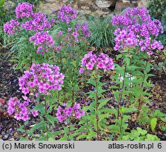 Phlox paniculata Early Purple Pink Eye