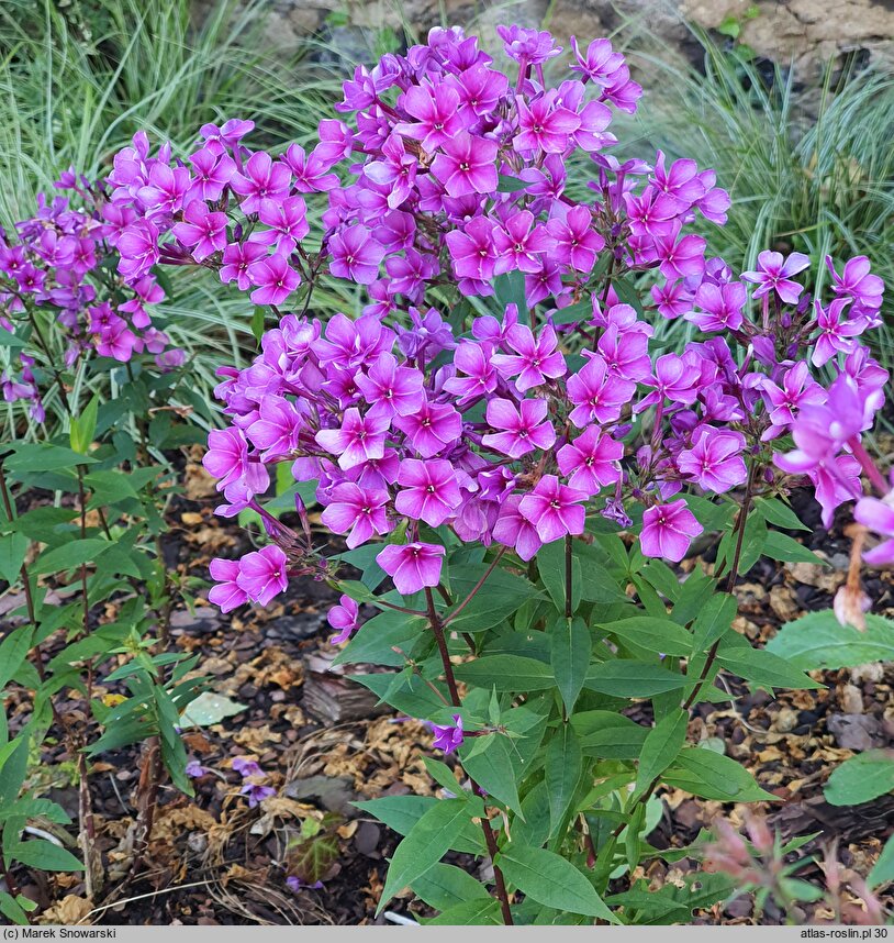 Phlox paniculata Early Purple Pink Eye