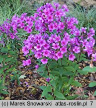 Phlox paniculata Early Purple Pink Eye