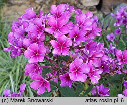 Phlox paniculata Early Purple Pink Eye