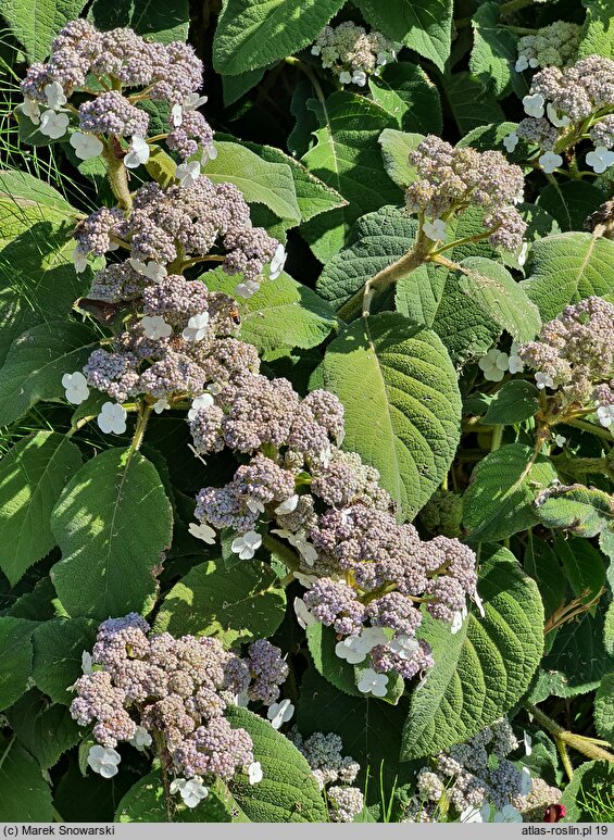 Hydrangea aspera ssp. sargentiana