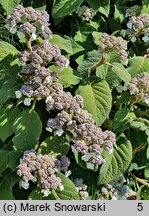 Hydrangea aspera ssp. sargentiana