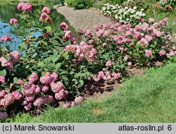 Hydrangea arborescens Invincibelle Spirit