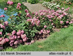 Hydrangea arborescens NCHA1