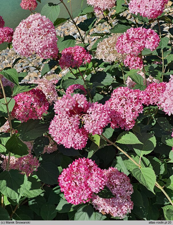 Hydrangea arborescens Invincibelle Spirit