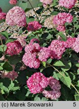 Hydrangea arborescens NCHA1