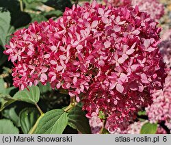 Hydrangea arborescens Invincibelle Spirit