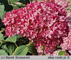 Hydrangea arborescens NCHA1