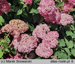 Hydrangea arborescens Invincibelle Spirit