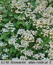 Hydrangea paniculata Wim's Red