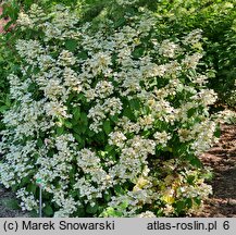 Hydrangea paniculata Wim's Red