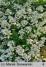 Hydrangea arborescens NCHA1