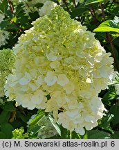 Hydrangea paniculata Sundae Fraise