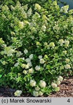 Hydrangea paniculata Sundae Fraise