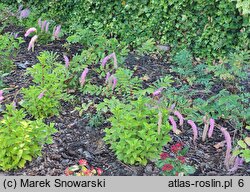 Sanguisorba hakusanensis (krwiściąg hakusański)