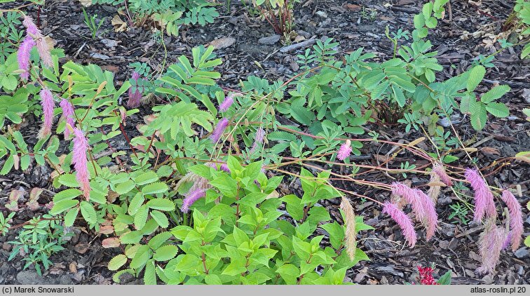 Sanguisorba hakusanensis Lilac Squirrel