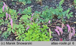 Sanguisorba hakusanensis (krwiściąg hakusański)