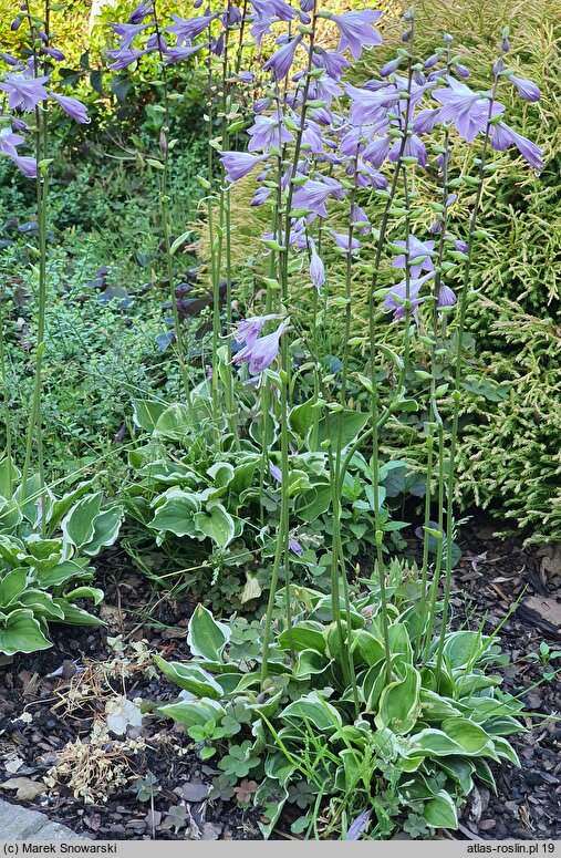 Hosta Baby Booties