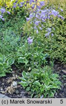 Hosta Baby Booties