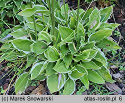 Hosta Baby Booties