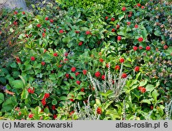 Cornus canadensis (dereń kanadyjski)